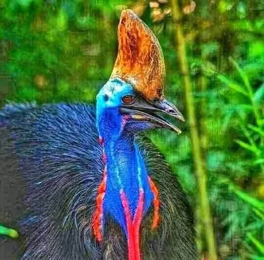 Highlands birdlife