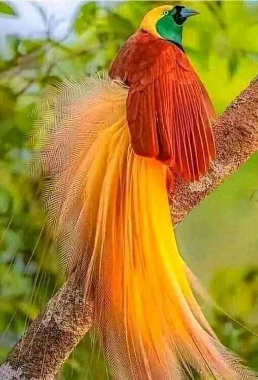 Bird of paradise
